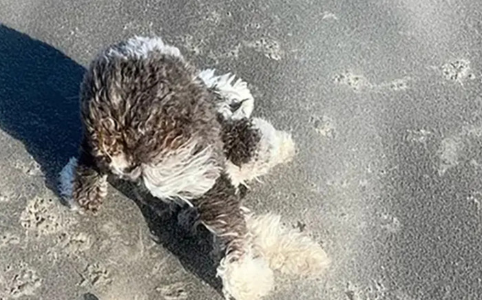 Dắt chó đi dạo, người đàn ông bất ngờ phát hiện 'kho báu' ngoài biển Ảnh 2