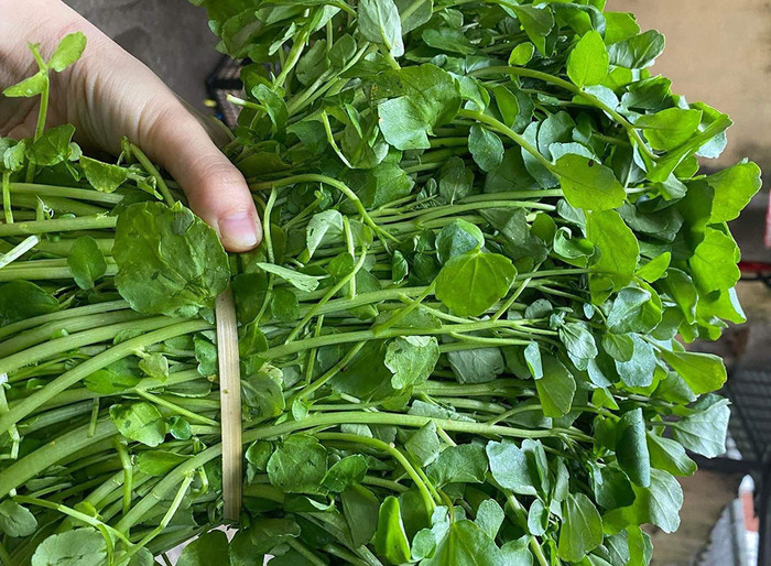 Cải xoong là một loại rau lá xanh giàu dinh dưỡng, có hương vị hơi cay nhẹ và thuộc họ cải.