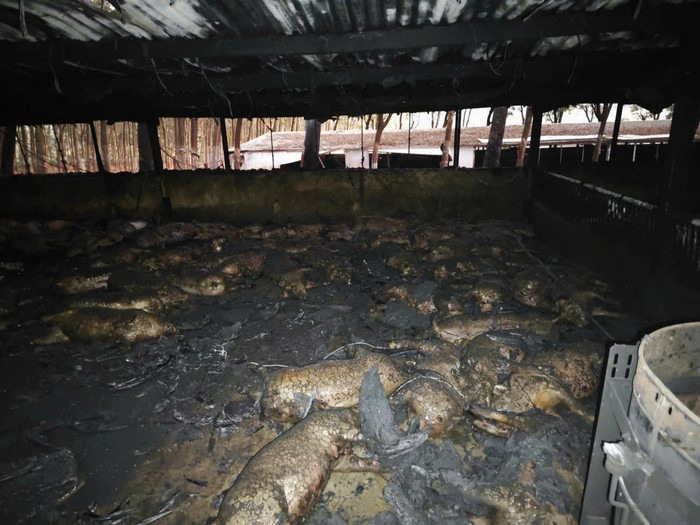 Tháng 1 vừa qua, một trang trại nuôi heo bị thiệt hại vì sự cố chập điện. (Ảnh Tuổi Trẻ)