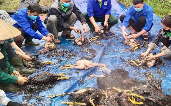 Gần 8.000 con gà lăn ra chết sau một đêm, chủ trại mất trắng 1 tỷ Ảnh 2