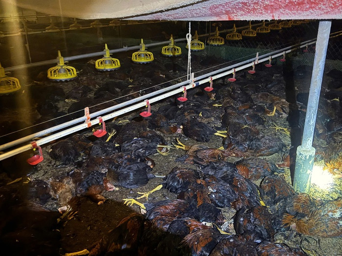 Gần 8.000 con gà chết do sự cố chập điện. (Ảnh Tuổi Trẻ)