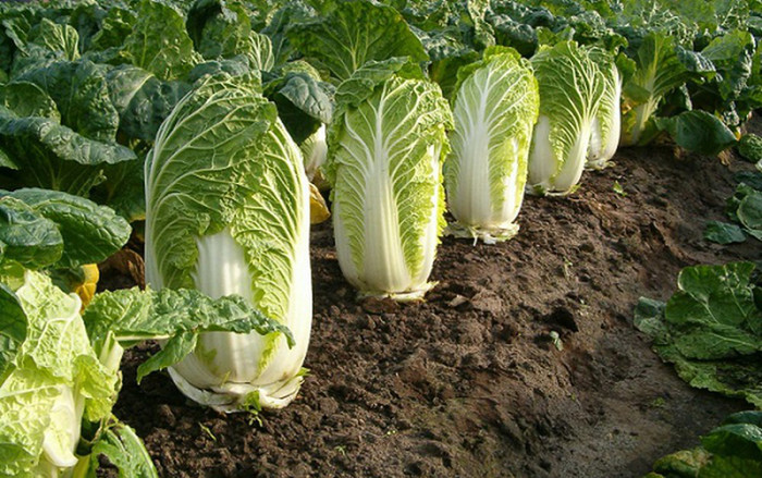 Loại rau được đánh giá tốt nhất thế giới, chợ Việt Nam bán chỉ vài chục nghìn đồng/ký Ảnh 2