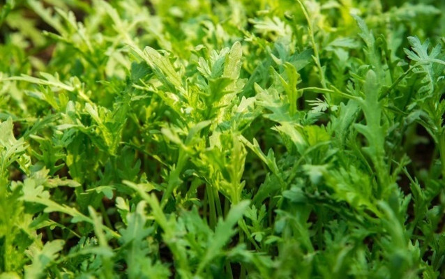 Loại rau quý xưa chỉ dành cho vua, nay bán đầy ngoài chợ chỉ vài chục nghìn đồng/ký Ảnh 2