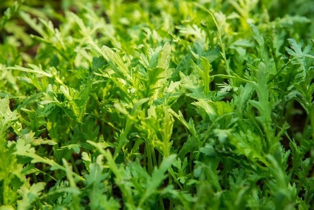 Rau cải cúc (hay còn gọi là rau tần ô) có nhiều lợi ích cho sức khỏe. (Ảnh minh họa từ Internet)