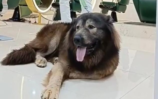 Người đàn ông gây sốc khi chi 145 tỷ để mua một chú chó Ảnh 2