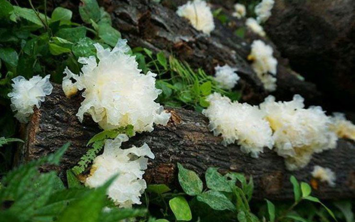 Loại nấm ví như 'tổ yến cho người nghèo', chợ Việt Nam bán đầy mà không phải ai cũng biết mua ăn Ảnh 2