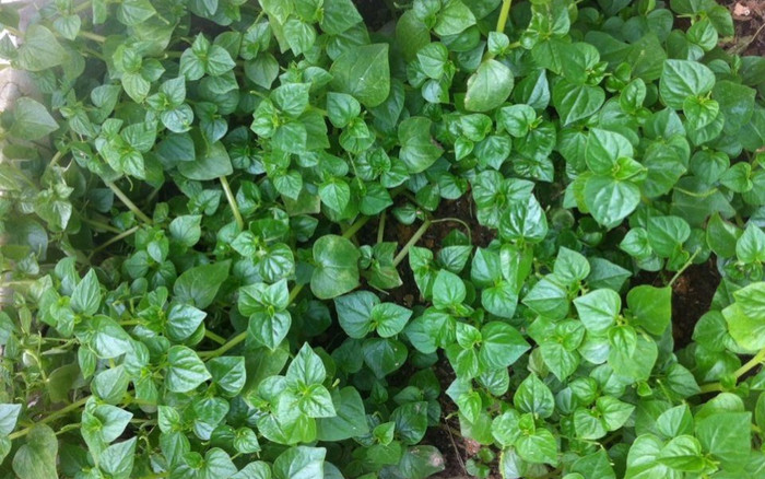 Loại rau dại mọc đầy vườn Việt Nam, xưa chỉ người nghèo mới ăn hóa ra bổ hơn cả thịt bò Ảnh 2