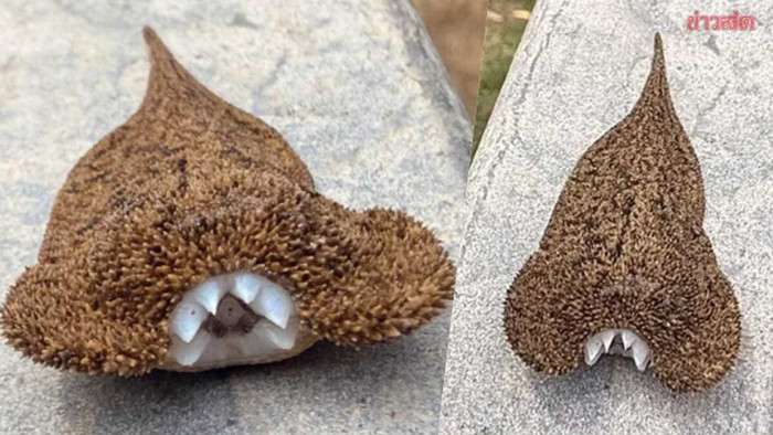 Đi tắm hồ bơi, cô gái kinh hãi khi phát hiện sinh vật có hình dáng kỳ lạ Ảnh 1