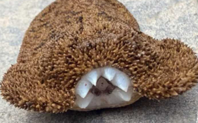 Đi tắm hồ bơi, cô gái kinh hãi khi phát hiện sinh vật có hình dáng kỳ lạ Ảnh 2