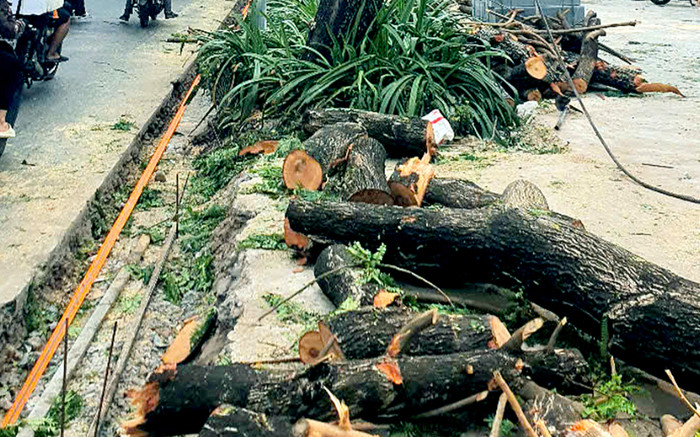 17 cây xanh tại TP.HCM bị đốn hạ để đảm bảo ăn toàn cho mùa mưa bão Ảnh 2