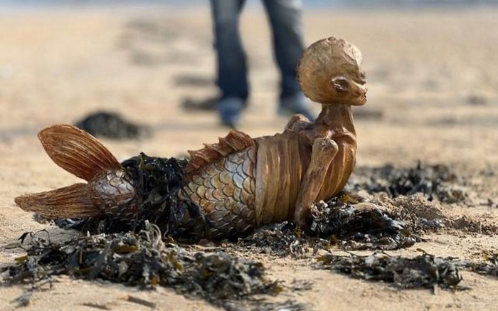 Đi dạo biển, cặp vợ chồng bất ngờ phát hiện sinh vật có hình thù đáng sợ trôi dạt vào bờ Ảnh 2