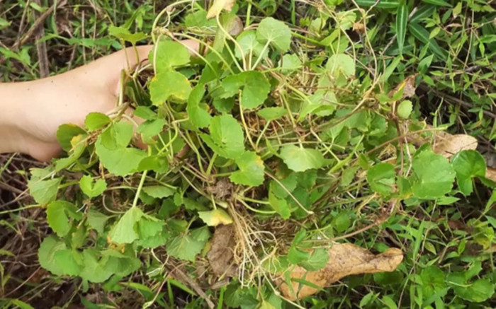 Món ăn bài thuốc từ loại rau mọc dại vườn nhà Việt Nam, được quốc tế đánh giá cao Ảnh 2