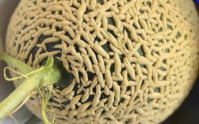 Quả dưa lưới có vỏ ngoài kỳ lạ, vừa nhìn đã 'nổi da gà' Ảnh 2