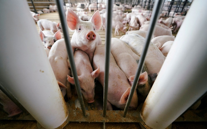 Tiêu hủy 14 nghìn con lợn nghi nhiễm dịch tả châu Phi Ảnh 2