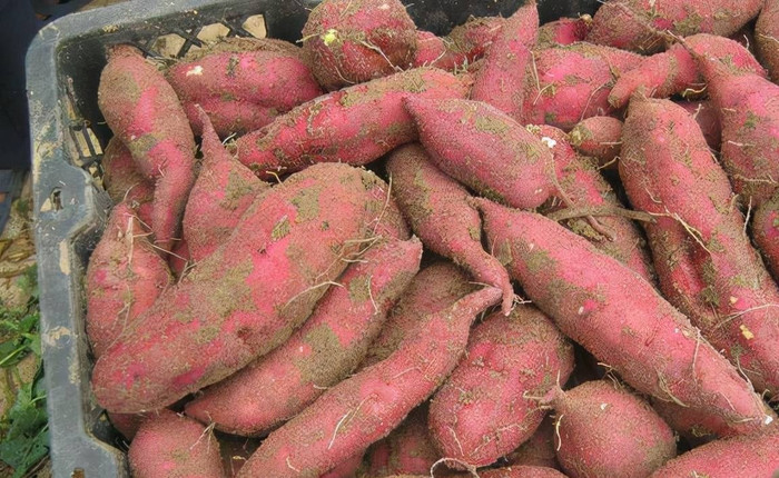 Củ khoai lang được các chuyên gia Mỹ đánh giá là gần như không nhiễm thuốc trừ sâu. (Ảnh minh họa từ Internet)