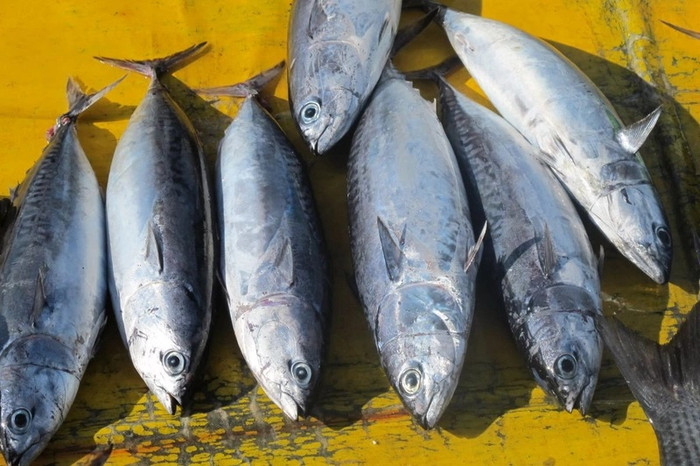 Cá ngừ không chỉ hấp dẫn bởi phần thịt săn chắc, béo ngậy mà còn là nguồn cung cấp dinh dưỡng dồi dào, giúp phòng ngừa nhiều bệnh lý nguy hiểm. (Ảnh minh họa từ Internet)