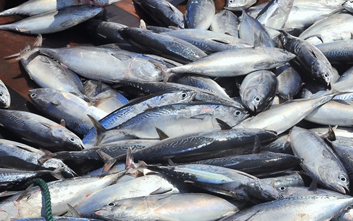 Loại cá được xem như thần dược giúp sống thọ, chợ Việt Nam bán rất nhiều Ảnh 2