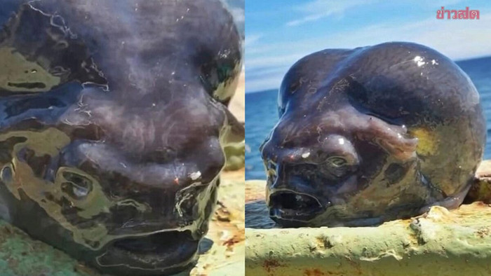 Người đàn ông bắt được sinh vật lạ khi đi đánh cá, hình thù ai nhìn cũng sợ Ảnh 1