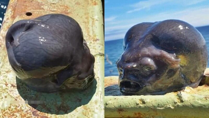 Người đàn ông bắt được sinh vật lạ khi đi đánh cá, hình thù ai nhìn cũng sợ Ảnh 2