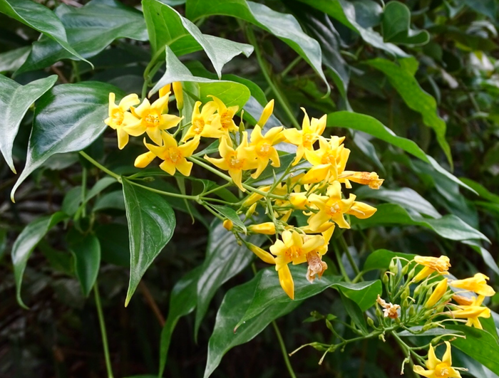Bác sĩ xác định gia đình bà Trương bị ngộ độc vì ăn phải lá ngón. (Ảnh minh hoạ)