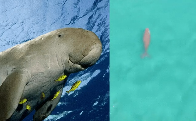 Hình ảnh 'nàng tiên cá' Dugon làm nhiều người thích thú 