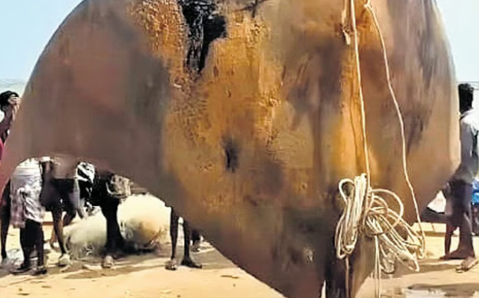 Bán con cá nặng 1.080 kg sau khi đánh bắt với giá 16 triệu đồng, nhóm ngư dân gặp rắc rối lớn Ảnh 2