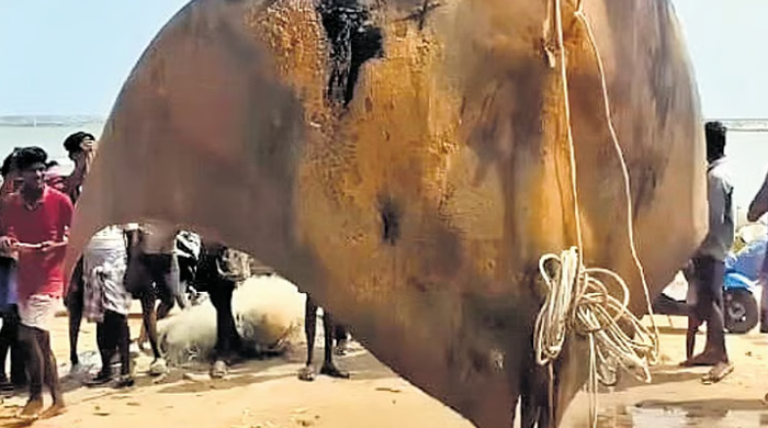 Bán con cá nặng 1.080 kg sau khi đánh bắt với giá 16 triệu đồng, nhóm ngư dân gặp rắc rối lớn Ảnh 1