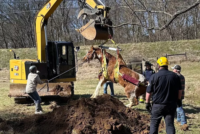 Chú ngựa rơi xuống mương thoát nước, cái kết khiến nhiều người nghẹt thở Ảnh 2