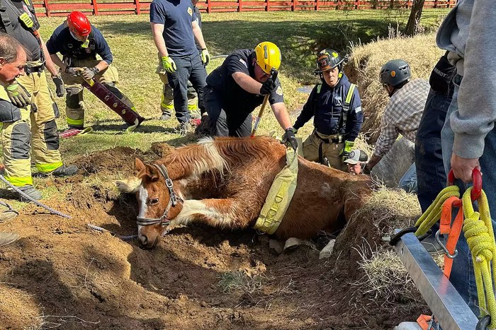 Chú ngựa rơi xuống mương thoát nước, cái kết khiến nhiều người nghẹt thở Ảnh 1