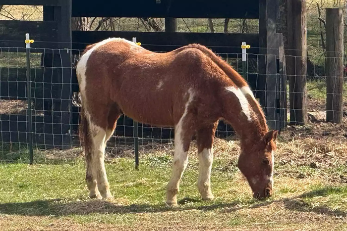Chú ngựa rơi xuống mương thoát nước, cái kết khiến nhiều người nghẹt thở Ảnh 3