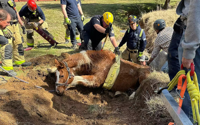 Chú ngựa rơi xuống mương thoát nước, cái kết khiến nhiều người nghẹt thở Ảnh 2