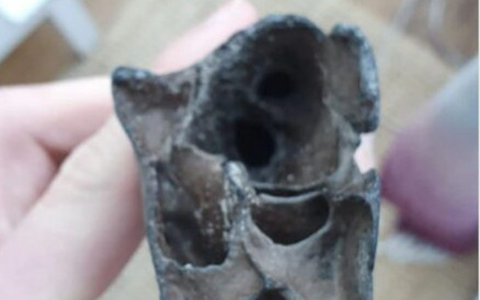 Đi nghỉ dưỡng cùng gia đình, chàng trai 18 tuổi phát hiện 'báu vật' 19.000 năm Ảnh 2