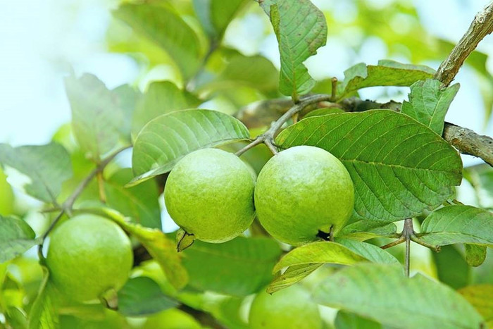 Ăn ổi tưởng chừng đơn giản nhưng nếu mắc 5 sai lầm này, bạn sẽ hối hận Ảnh 1