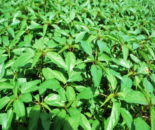 Rau đay thanh nhiệt, hỗ trợ bài tiết tốt.