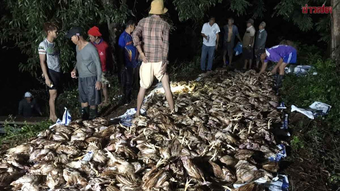 Chủ trang trại khóc nấc vì 900 con gà đang đẻ trứng bị chết đuối Ảnh 2