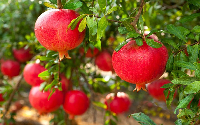 Loại quả ngăn ngừa 6 loại ung thư, sắp vào mùa ở Việt Nam lại bán rất rẻ ngoài chợ Ảnh 2