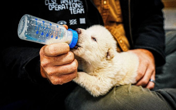 Hồi sinh thành công một loài vật tuyệt chủng hơn 12 nghìn năm trước Ảnh 2