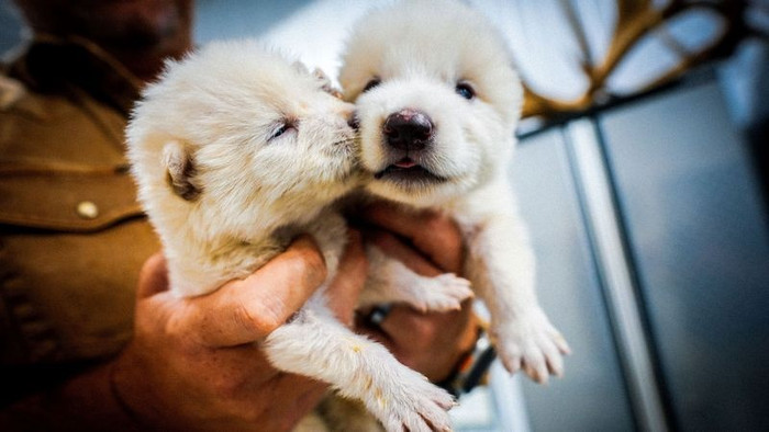 Hồi sinh thành công một loài vật tuyệt chủng hơn 12 nghìn năm trước Ảnh 2