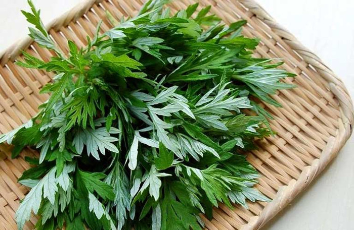 Theo Đông y, ngải cứu còn được xem là một bài thuốc tốt cho sức khỏe. (Ảnh minh họa từ Internet)