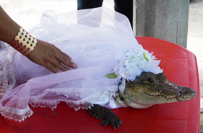 Trưởng làng lấy con cá sấu làm vợ, cho mặc đồ cô dâu trong ngày cưới Ảnh 1