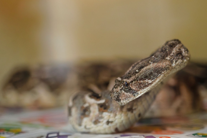 Rắn chết xuất hiện trong đồ ăn ở trường, hơn 100 học sinh nhập viện Ảnh 1