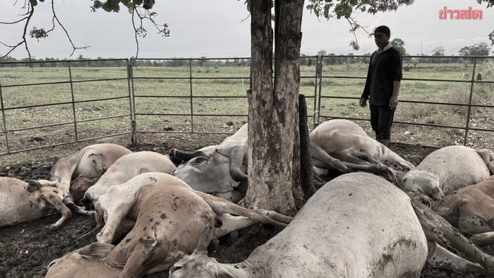 Bão lớn gây thiệt hại nhà dân, sét đánh chết 13 con bò giữa đồng Ảnh 1