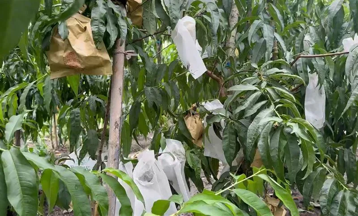 Vườn đào quý gần 2.000 quả bị trộm 'dọn sạch' trong đêm mưa, người nông dân đau lòng Ảnh 2