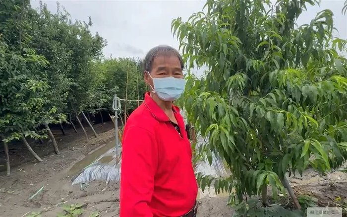 Vườn đào quý gần 2.000 quả bị trộm 'dọn sạch' trong đêm mưa, người nông dân đau lòng Ảnh 3