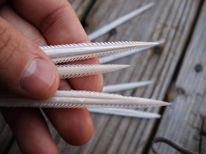 Gai đuôi của cá đuối.