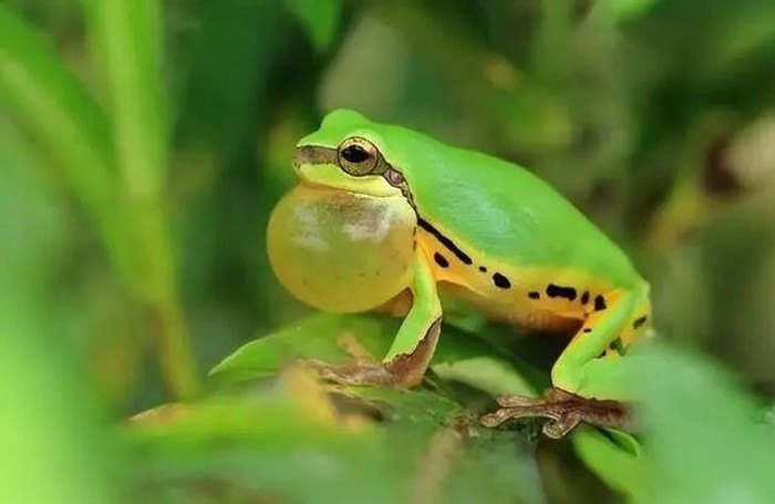 Nghe tiếng động lạ trong bể nước, người đàn ông tìm thấy loài vật 'tuyệt chủng' suốt 30 năm Ảnh 3