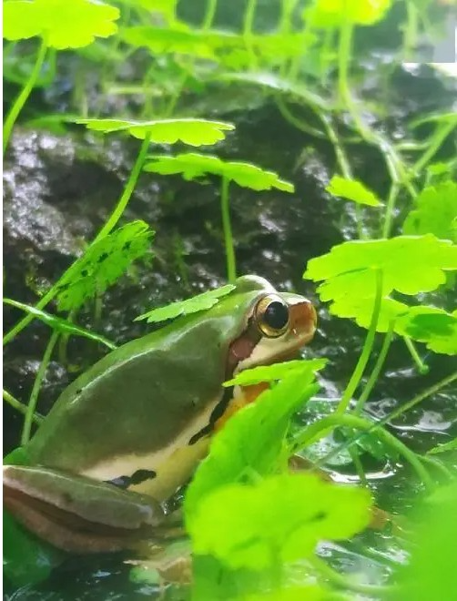 Nghe tiếng động lạ trong bể nước, người đàn ông tìm thấy loài vật 'tuyệt chủng' suốt 30 năm Ảnh 2