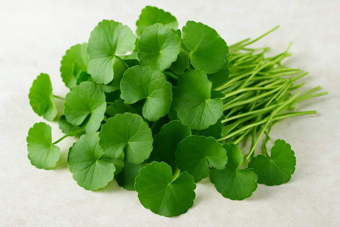 Rau má là loại rau dân dã, phổ biến trong bữa ăn của người miền Nam.