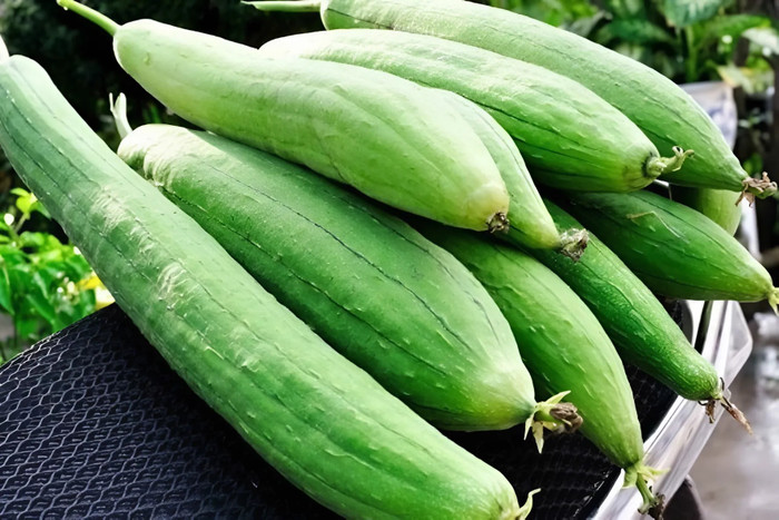 Với vỏ ngoài trơn nhẵn và các thành phần kháng khuẩn tự nhiên, mướp rất ít bị sâu bệnh. (Ảnh sưu tầm)