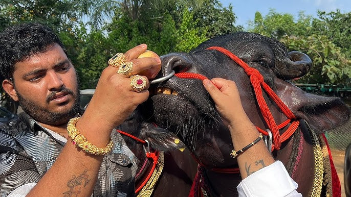 Con trâu đặc biệt được trả giá 106 tỷ đồng nhưng người chủ không bán Ảnh 2